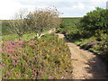 ST1438 : Purple heather and red berries on the Quantock Hills by Malc McDonald