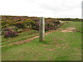 ST1240 : Bicknoller Post, Quantock Hills by Malc McDonald