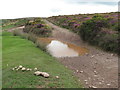 ST1240 : Fungi on the Quantock Hills near Bicknoller by Malc McDonald