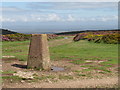 ST1438 : Black Hill trig point, near Crowcombe by Malc McDonald