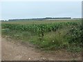 TF8143 : Maize field, east side of Whiteway Road by Christine Johnstone