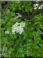 TF0820 : Hawthorn in hedgerow - 39 by Bob Harvey