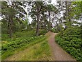 NH9022 : Path to Carrbridge War Memorial by valenta