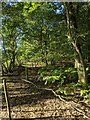 TF0821 : The edge of Bourne Wood by Bob Harvey