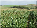 SY6587 : Bridleway through cornfield near Dorchester by Malc McDonald