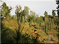 NS7353 : Wooded braes above the Avon Water by Alan O'Dowd