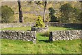 NT1538 : Sheepfold with a central tree, Stobo Estate by Jim Barton