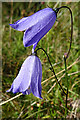 NX1894 : Bluebell (Campanula rotundifolia) by Anne Burgess