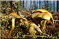 NJ4358 : Toadstools by Anne Burgess