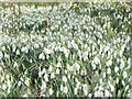 TQ1450 : Ranmore - Snowdrops by Colin Smith