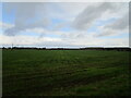 TF4761 : Flat landscape near Thorpe Culvert by Jonathan Thacker