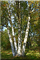 SO8074 : Silver birches in the Devil's Spittleful Nature Reserve, Worcestershire by Roger  D Kidd