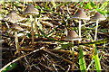 NJ3356 : Toadstools by Anne Burgess