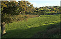 SX8766 : Valley near North Whilborough by Derek Harper