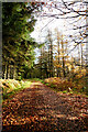 NZ0426 : Track to Tinker Hills Plantation by Andy Waddington