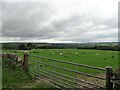 NZ0648 : Grazing field beside Healeyfield Lane by Robert Graham