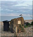 TQ6503 : Old Sea Defences, Pevensey Bay by PAUL FARMER