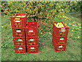 TQ0657 : Wisley - Fruit Harvest by Colin Smith