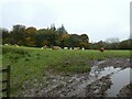 SX6786 : Cattle and muddy entrance to field, Teigncombe by David Smith