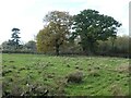 SK3422 : Trees on the Ashby Road by Christine Johnstone