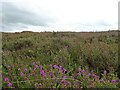 NZ0446 : Bell Heather near Waskerley by Robert Graham