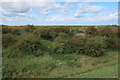 TF6534 : Snettisham Coastal Park by Hugh Venables