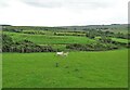 NZ0647 : Sheep and lamb at Fell Close by Robert Graham