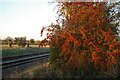 TM3965 : Hawthorn berries next to the railway crossing, off Butchers Road by Christopher Hilton