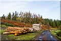 NY9447 : Timber stack at Ramshaw by Trevor Littlewood