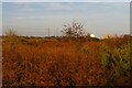 TM4762 : Sizewell nuclear power stations from the heathland to the south by Christopher Hilton