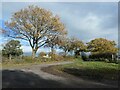 SJ9735 : Autumn trees along the road to Morrilow Heath by Christine Johnstone