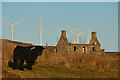 NC8411 : Highland Cow with Ruined Cottage and Windfarm, Scottish Highlands by Andrew Tryon