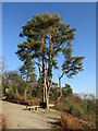 SU8935 : Gibbet Hill - By the Shade of the Lonesome Pine by Colin Smith