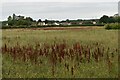 TM2651 : Uncultivated farmland near Potash Corner, Bredfield by Simon Mortimer