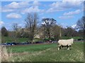 TQ7825 : Sheep on a floodbank by Stephen Craven