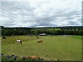 NZ0749 : Grazing fields next to the A68 at Castleside by Robert Graham