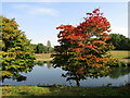 SU9941 : Winkworth Arboretum - Autumn is Coming by Colin Smith