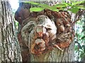 SU9941 : Winkworth Arboretum - Arboreal Portraiture by Colin Smith