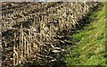 SK6440 : Maize stubble near Stoke Lock by Alan Murray-Rust