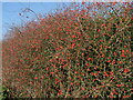 TG3329 : Huge crop of Rose Hips by David Pashley