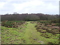 TG3430 : Grassy path Crostwight Heath by David Pashley