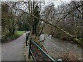 SJ8563 : Path by the River Dane in Congleton by Jonathan Hutchins