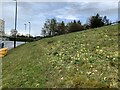 SJ8544 : Cowslips on hospital wildflower meadow by Jonathan Hutchins