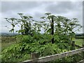 SJ8247 : Giant Hogweed on Black Bank by Jonathan Hutchins