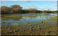 SX8574 : Flooded field, Teign flood plain by Derek Harper