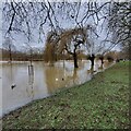 TL0649 : The Great Ouse in Flood - Boxing Day 2020 by Duncan Richardson