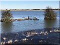 TF3802 : Gate between two bushes - The Nene Washes by Richard Humphrey