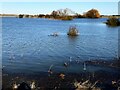 TF3802 : Water, trees and bushes - The Nene Washes by Richard Humphrey