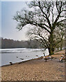 SD8303 : Geese on the Shore at Heaton Park Boating Lake by David Dixon