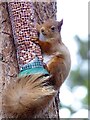 NH9818 : Red squirrel at RSPB Loch Garten by Marika Reinholds